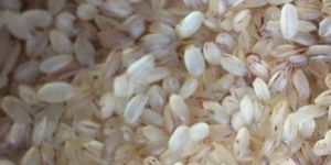 Basmati Rice