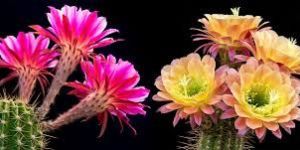 Cactus Flowers