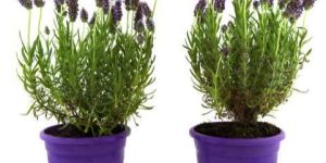 Lavender Plant