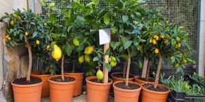 Lemon Plant