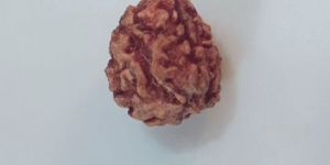 Rudraksha Products