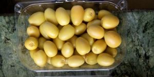 Fresh Barhee Israel Date Fruit