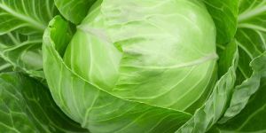Fresh Cabbage