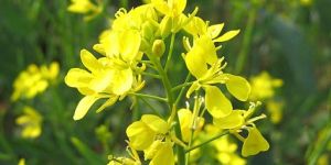 Fresh Mustard Flowers