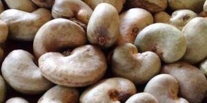 Raw Cashew Nuts