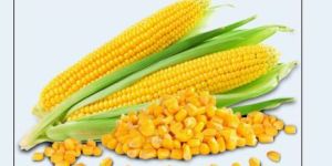Yellow Corn