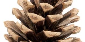 Pine Cones