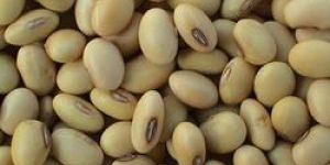 Soybean Seeds