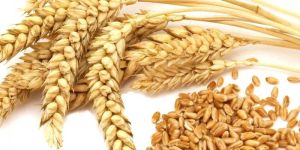 Wheat Grain
