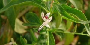 Andrographis Paniculata