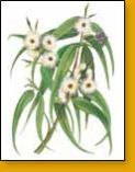 Eucalyptus Leaves