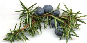 Juniper Berries