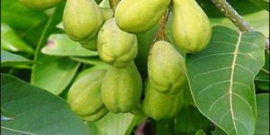 Terminalia Chebula