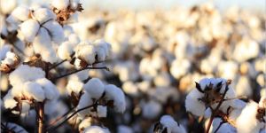 Raw Cotton