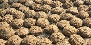 Cow Dung Cakes
