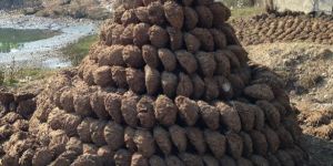 Cow Dung