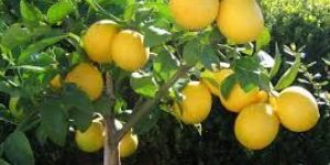 Lemon Plants