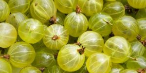 Fresh Gooseberry