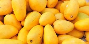 Fresh Mango