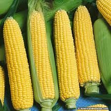 Yellow Corn