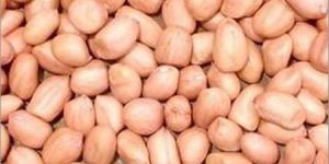 Groundnut Kernels
