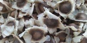 Moringa Seed PKM 2