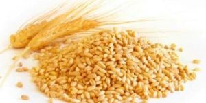 Long Grain Wheat Seeds