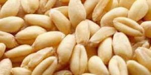 Sharbati Wheat Seeds