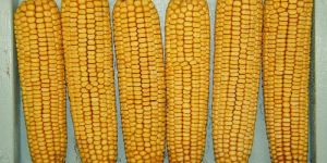 Whole Dent Maize