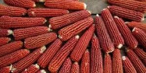 Whole Flint Maize