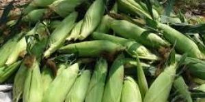 Whole Rabi Maize