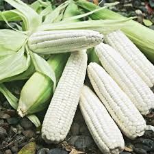 Whole Waxy Maize
