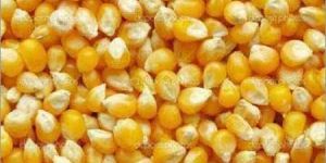 Yellow Maize Seeds
