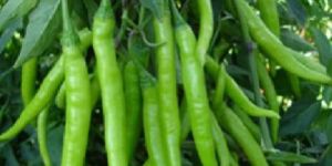 Hybrid Chilli Seeds