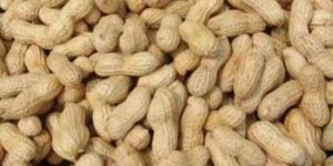 Ground Nut