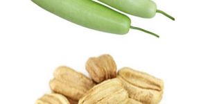 Bottle Gourd Seeds