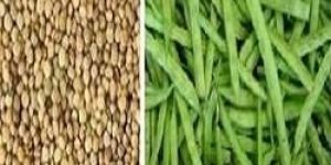 Cluster Bean Seeds