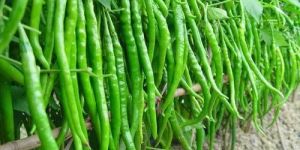 Hybrid Vegetable Seeds