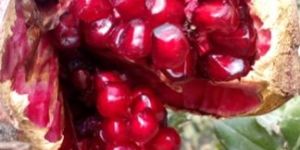 Fresh Red Pomegranates