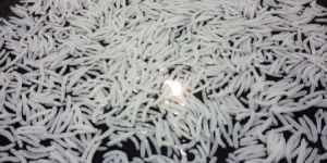 1121 White Sella Rice