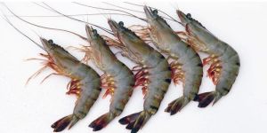 Black Tiger Shrimp