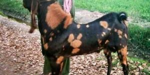 Live Sirohi King Goat