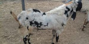 Live Totapari Andu Goat