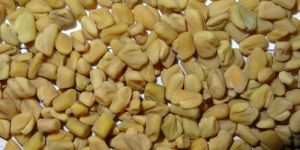 Sortex Fenugreek Seeds