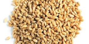 Wheat Seeds