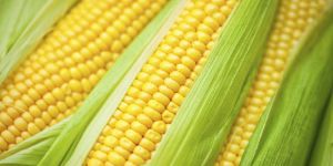 Maize