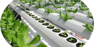 Shade Net Poly House