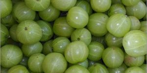 Fresh Amla