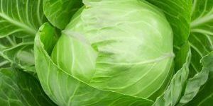 Fresh Cabbage