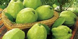 Fresh Guava
